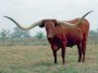 Big Red longhorn