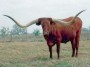 Big Red longhorn bull