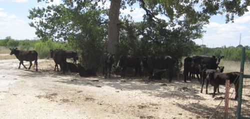 another cow tree, up close