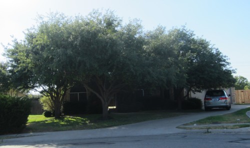 House1 in 2011, if you can find it among the trees