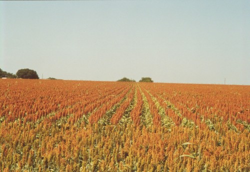 many rows of sorghum into the distance